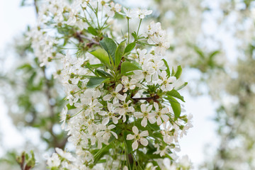 Spring tree blossoms