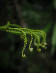 Pequeños tentáculos 