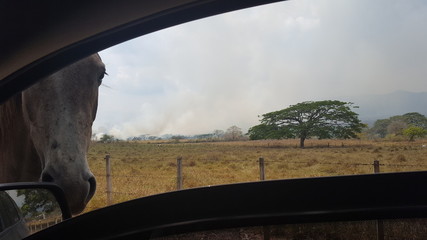 horse looking inside the car