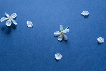 Blossom flowers on blue