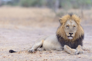 Obraz na płótnie Canvas Male lion portrait in the wilderness, single male lion Africa