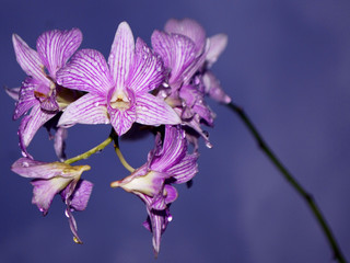 purple flower on a background