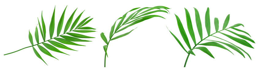 Green leaves of palm tree isolated on white background with clipping path. Set or collection