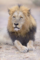 Obraz premium Male lion portrait in the wilderness, single male lion Africa