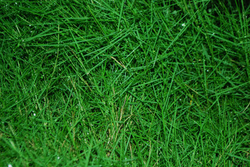 green grass background
