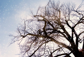 Winter background with sky, tree and snow