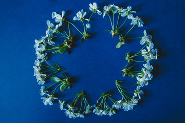 Blossom flowers on blue