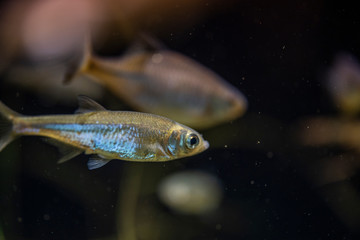 Leucaspius delineatus underwater, moderlieschen swimming underwater