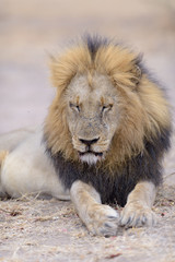 Naklejka na ściany i meble Male lion portrait in the wilderness, single male lion Africa