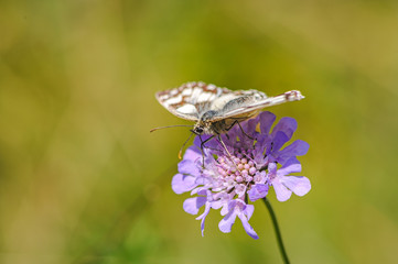 Beautiful marbled white, Melanargia galathea butterfly
