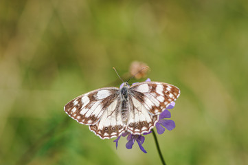 Obraz premium Beautiful marbled white, Melanargia galathea butterfly
