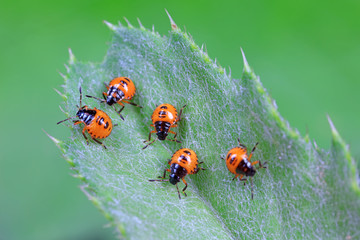 Stink bug on green leaves, North China