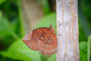 Obraz premium Common palmfly butterfly or Elymnias hypermnestra