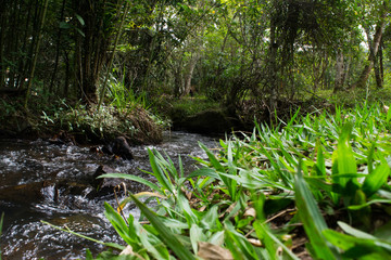 stream in the forest