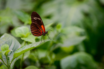 Fototapeta na wymiar Beautiful coloured Heliconius burneyi jamesi butterfly on a leaf against a blurry green background