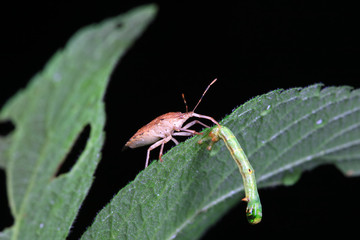 Stink bug on green leaves, North China