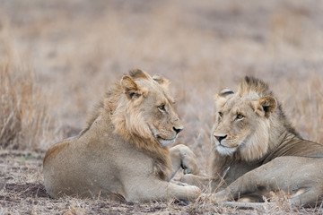 Male lion coalition, lions in the wilderness, lion brothers