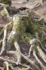 Fototapeta na wymiar Baumwurzel Detai und Baumstumpf, Ökosystem Totholz im Wald als Lebensraum für Tiere.