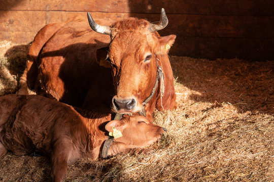 Bos taurus with a baby sleeping in the hay, cow with a baby laying in the hay