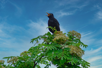 singende Amsel