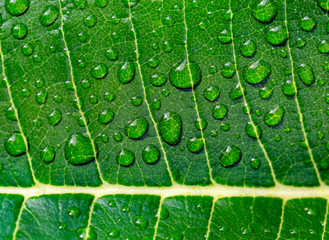 Green leaf of tropical tree frangipani (plumeria) in drops of morning dew closeup
