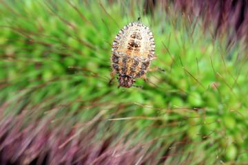 Stink bug on green leaves, North China