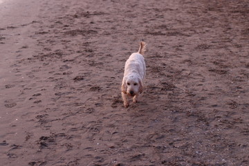 dog on the beach