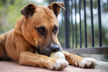 Brown dog playing and look at the camera