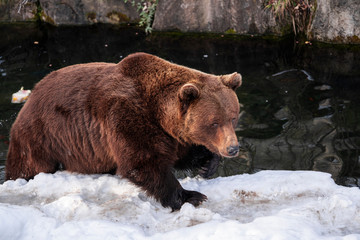 Obraz na płótnie Canvas Ursus arctos close up photography, brown bear walking on snow, wildlife image