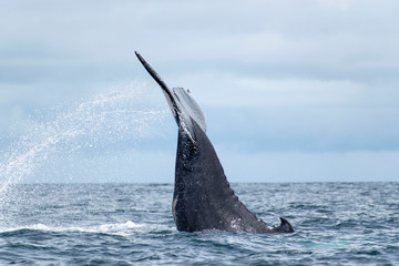 Fototapeta premium Humpback whale tail in the air