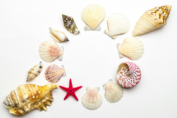 Shells background. Frame of Living Coral color seashells, red starfish isolated on white backdrop. Hello Summer is coming concept