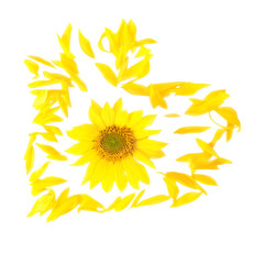 Flower of a sunflower on a white