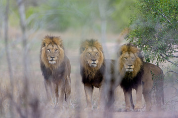 Male lion coalition, lions in the wilderness, lion brothers