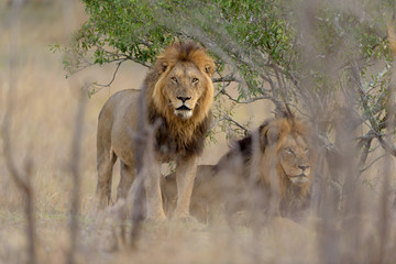 Male lion coalition, lions in the wilderness, lion brothers