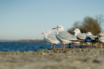 Larus delawarensis standing on a wall, Ring-billed Gull close up photography