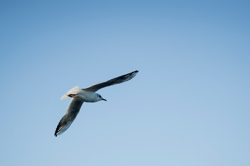 Obraz premium Larus delawarensis flying in the air, Ring-billed Gull isolated flying in the air