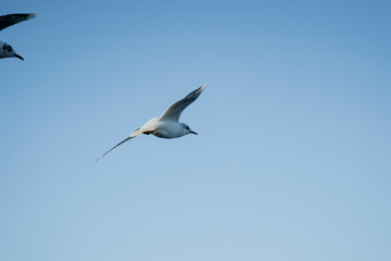 Fototapeta na wymiar Larus delawarensis flying in the air, Ring-billed Gull isolated flying in the air