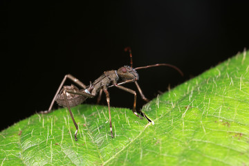 Stink bug on green leaves, North China