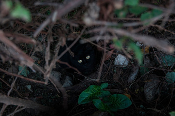 gatto