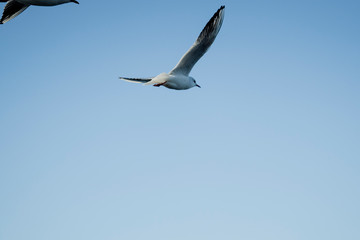 Fototapeta na wymiar Larus delawarensis flying in the air, Ring-billed Gull isolated flying in the air