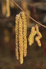 Blossoms of the hazelnut bush hang yellow from barren branches in February with a bit of frost cover in the vertical format