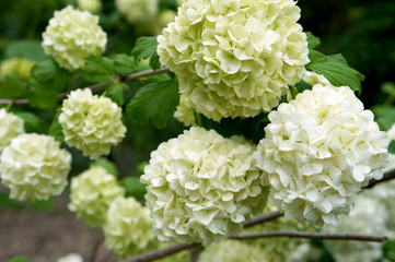 beautiful shrub with white flowers in the garden decorative viburnum 