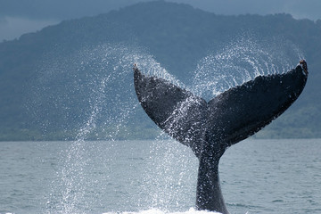 Humpback whale tail slap