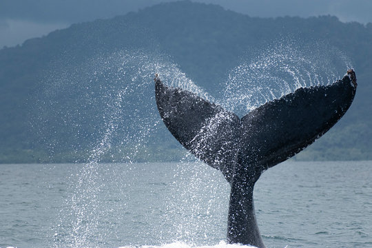 Humpback whale tail slap