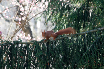 Eichhörnchen klettert auf Ast im Frühling
