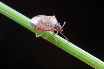 Stink bug on green leaves, North China