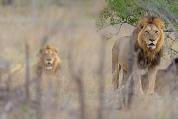 Male lion coalition, lions in the wilderness, lion brothers