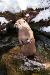 Lutra lutra standing on a rock, otter close-up image standing on a rock