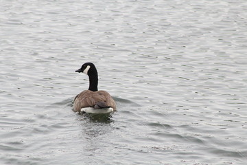 canada goose in the water