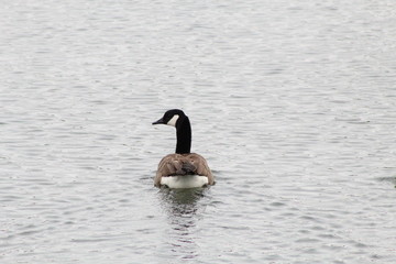 Canada Goose in the water